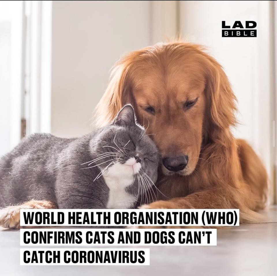 CATS DOGS CORONAVIRUS