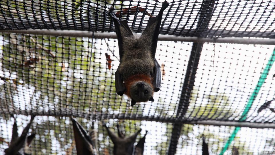 bats in cage
