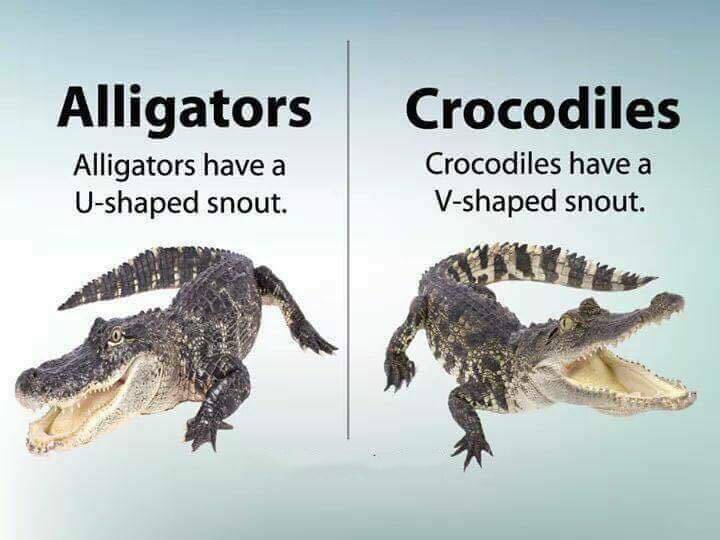 alligators crocodiles difference