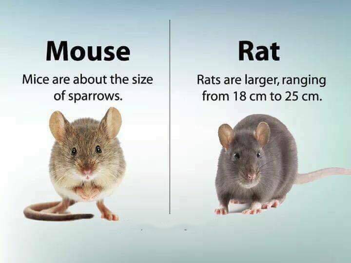 mouse rat different