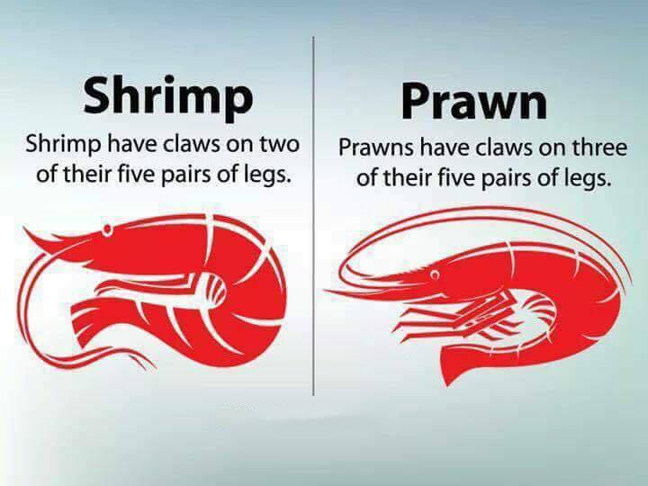 shrimp prawn difference 13 Differences