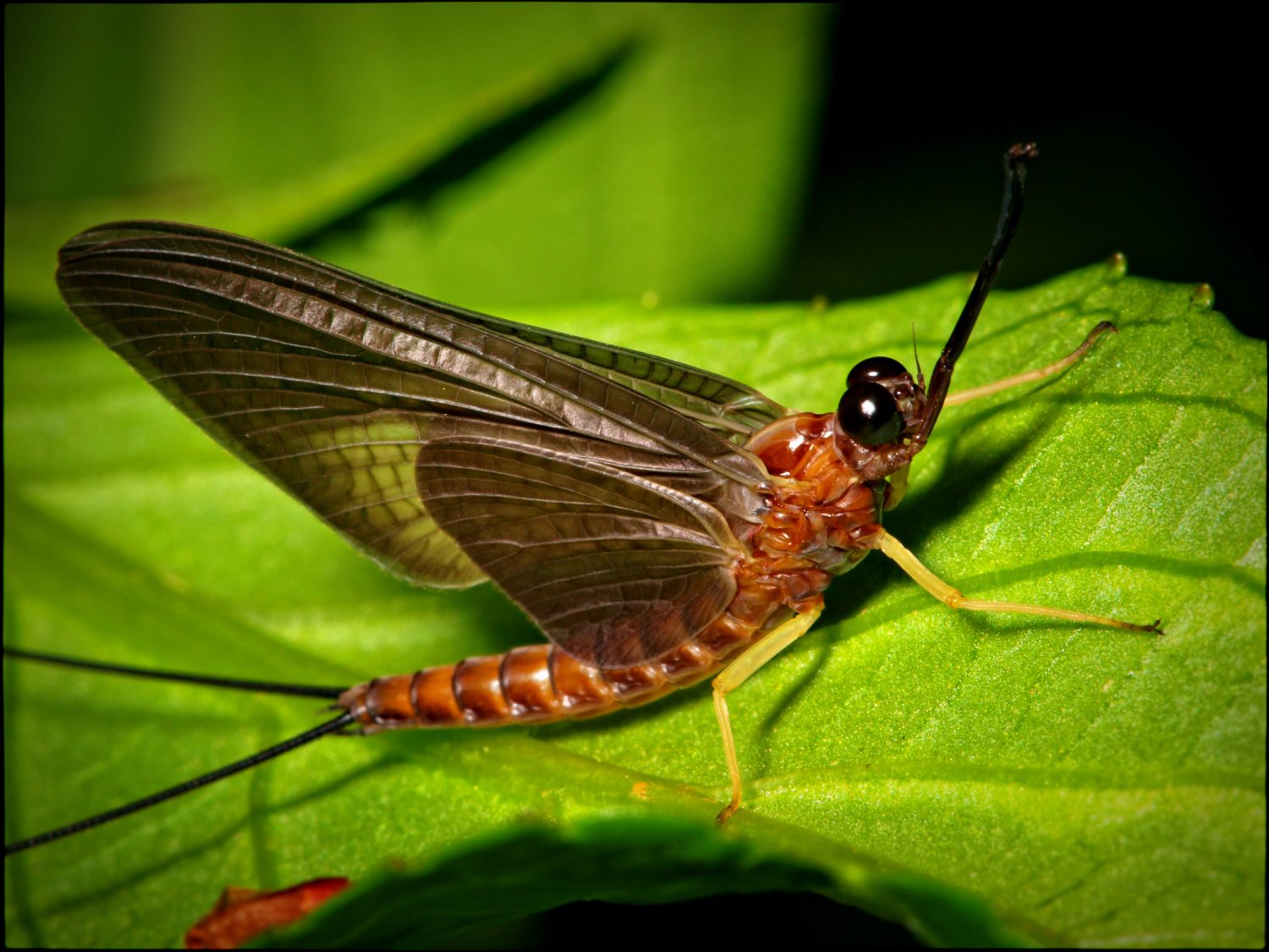 31 Animals That Live Longest And Shortest on Earth