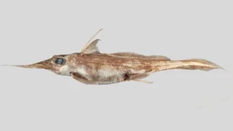 the new species of ghost shark was discovered in the chathams rise roughly 750km east of new zealand s coast photograph niwa