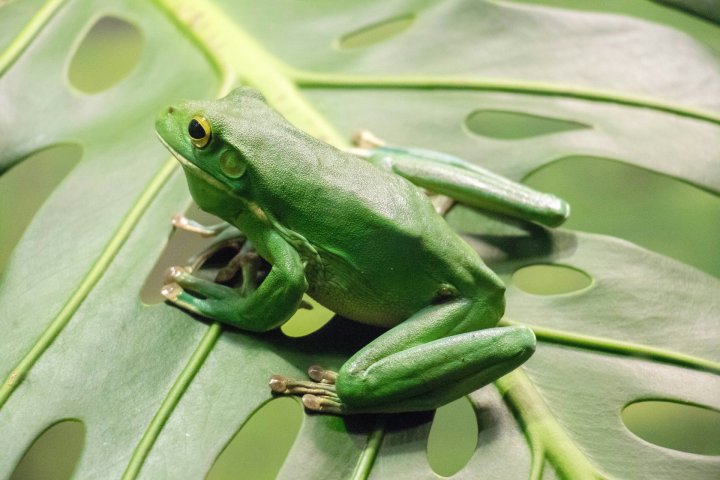 A close-up of a green frog sitting on a green leaf.