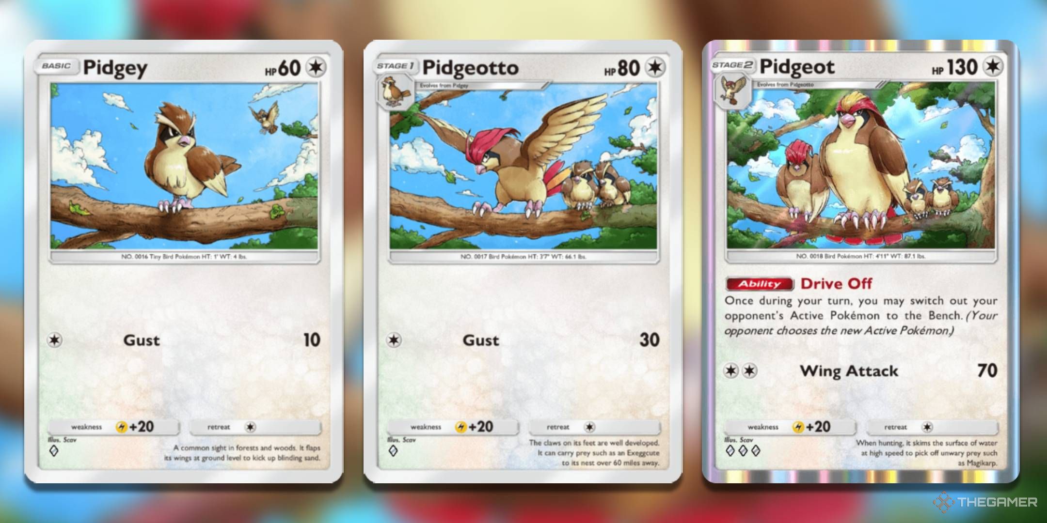 Pidgey, Pidgeotto, and Pidgeot cards from Pokémon TCG Pocket's Genetic Apex set.