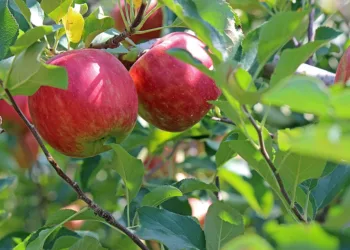 apple 2720105 960 720.jpg