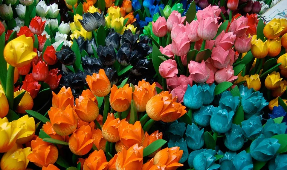 tulips 2849 960 720.jpg