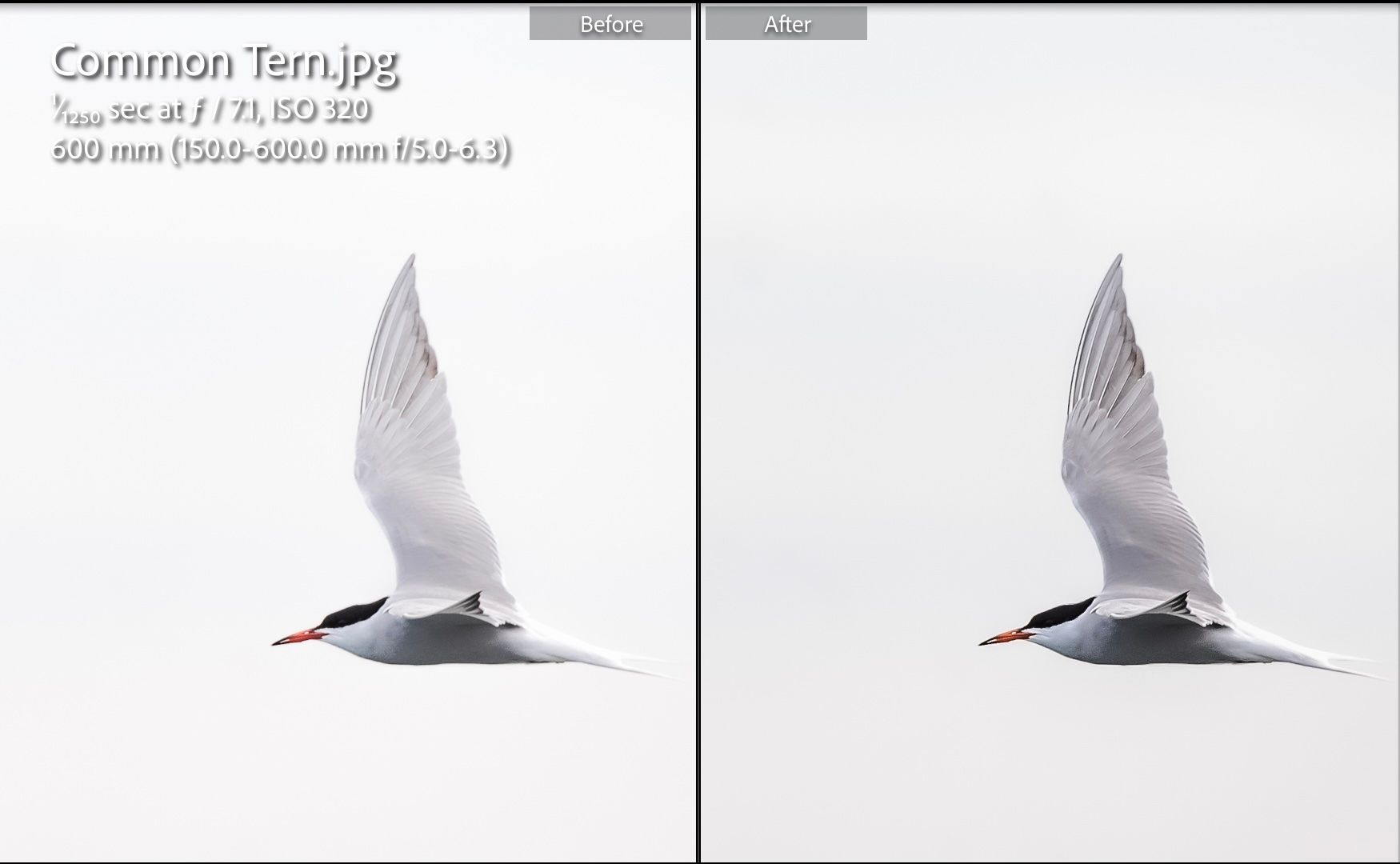 Before and After image of a bird in Lightroom