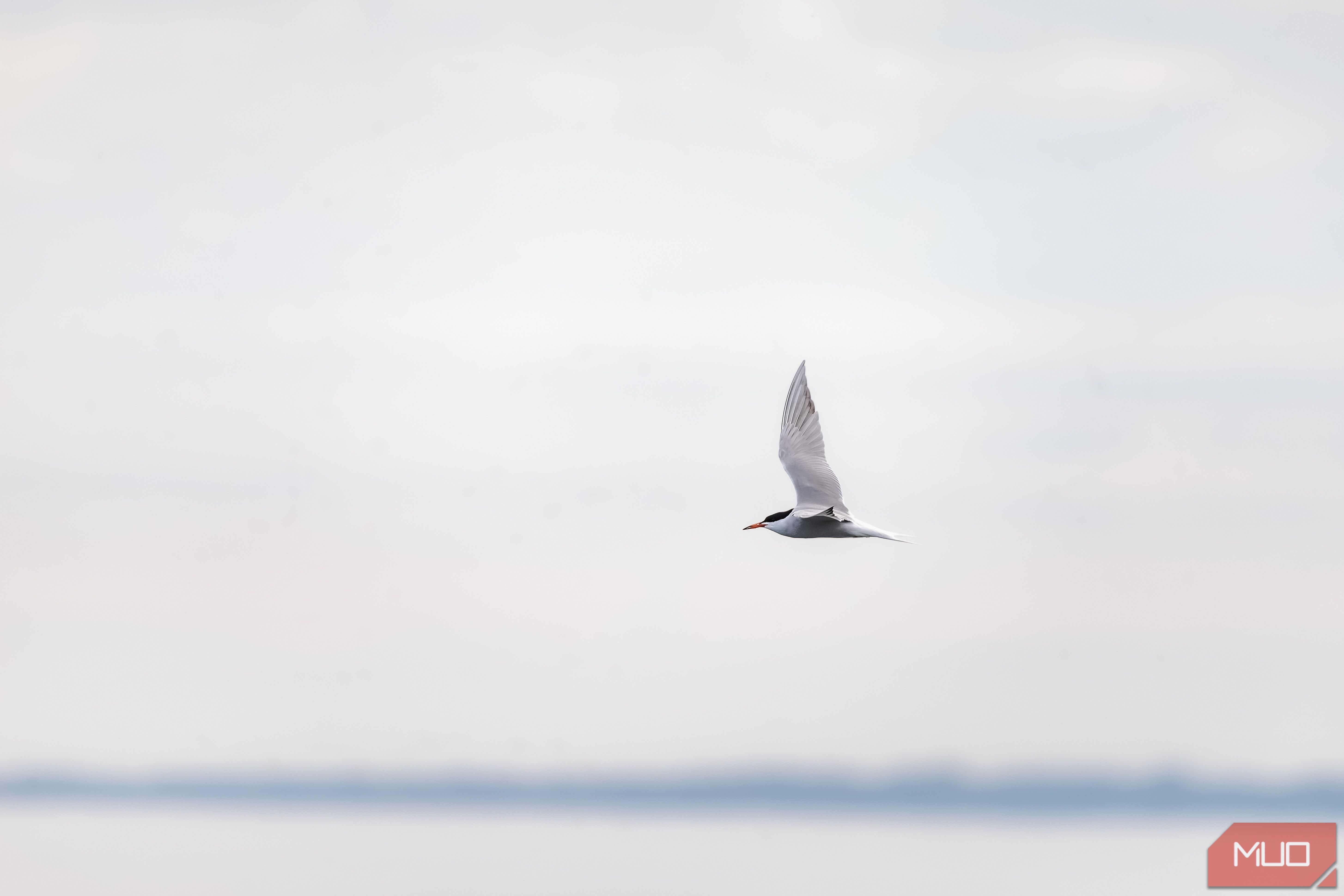 Edited Common Tern