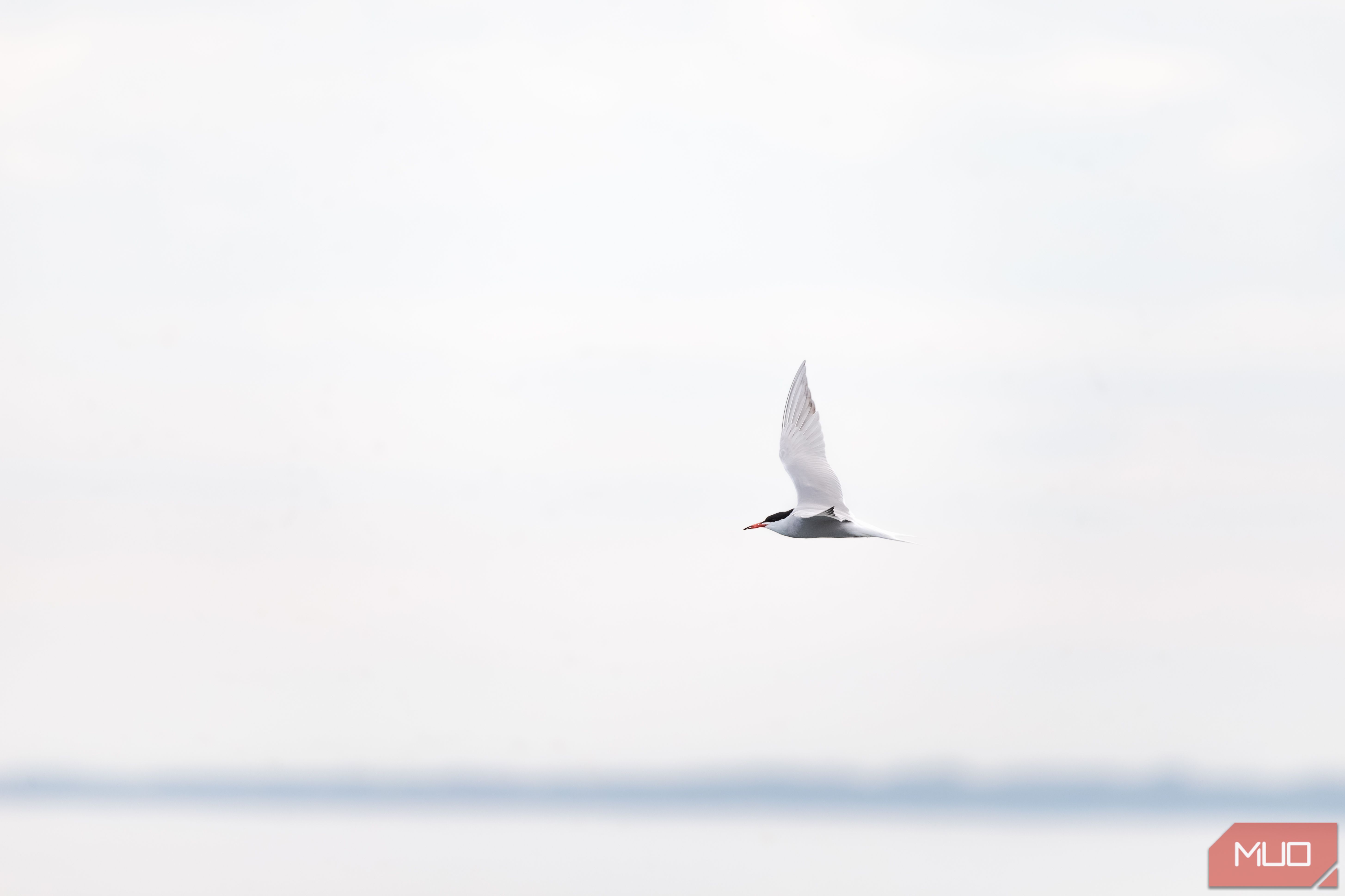 Common Tern soaring in a blurred backdrop