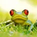 frog 1109799 960 720.jpg