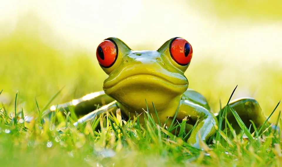 frog 1109799 960 720.jpg