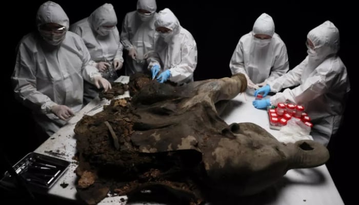 Researchers examine a 130,000-year-old baby mammoth named Yana. — AFP/File