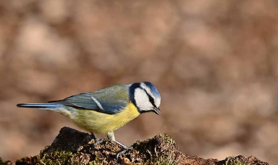 blue tit 9487073 960 720.jpg