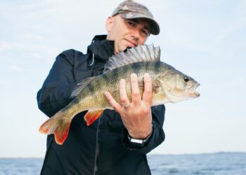 fish 2806369 960 720.jpg