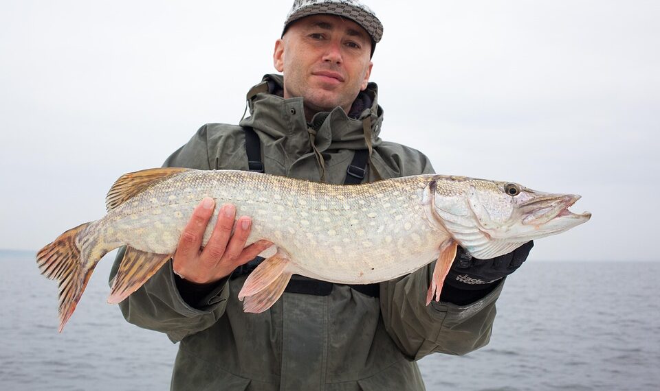 pike perch 2864119 960 720.jpg