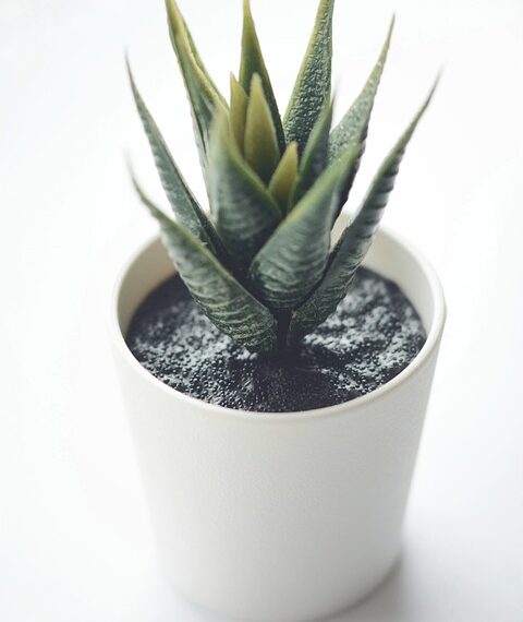 succulent 5620737 960 720.jpg