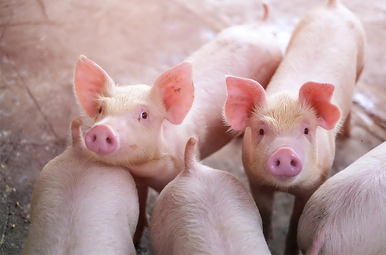 China Pushes for More Pig Industry Cuts as Prices Reach Decade-Low