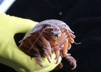How a Massive Deep-Sea Creature Survives 5+ Years Without Food