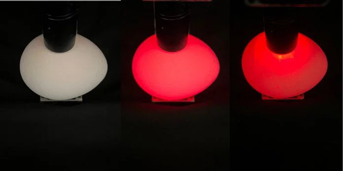 Scientists unveil method to see inside unhatched eggs with light