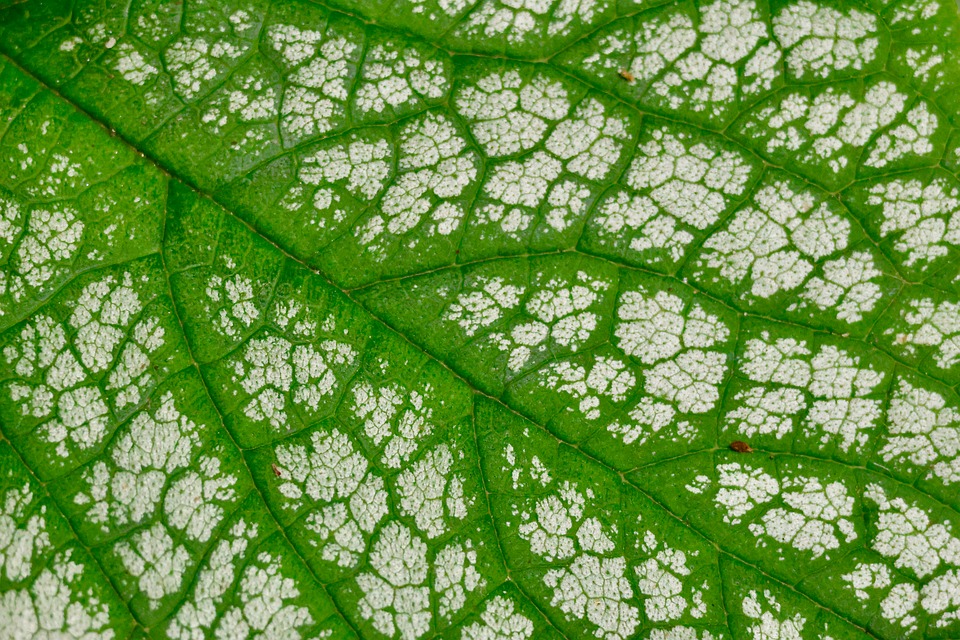 06 21 36 581 960 720.jpg