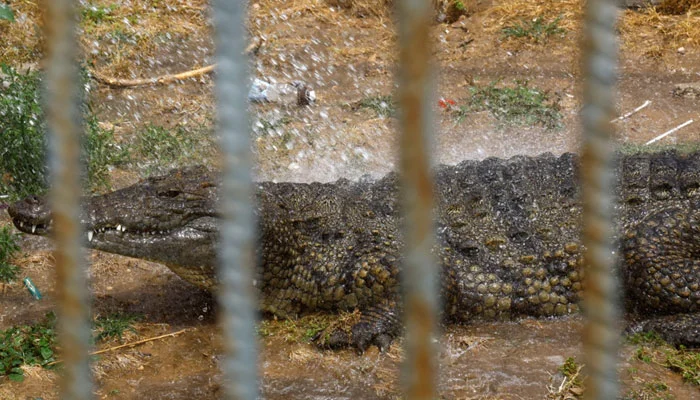 Israeli Change Permits Crocodiles to Prevent Prison Breaks