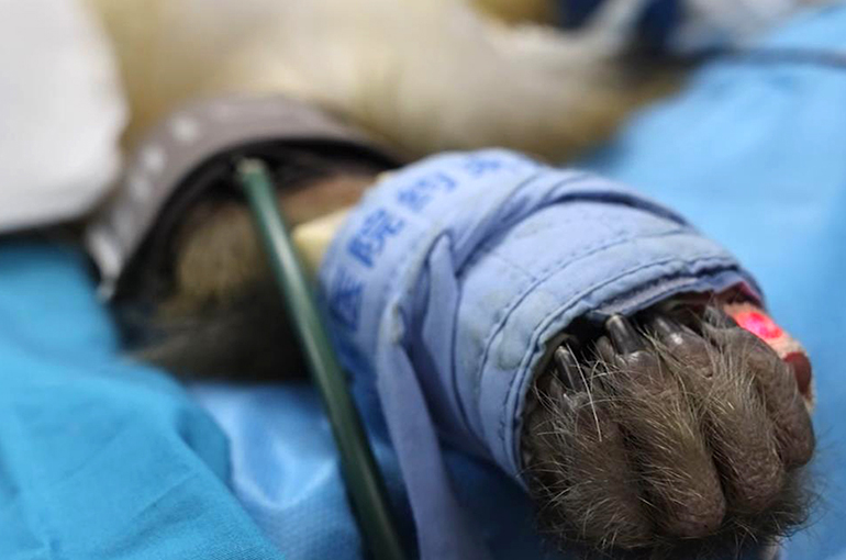 Lab Monkey Prices in China Surpass $29,480 Amid R&D Boom, Report