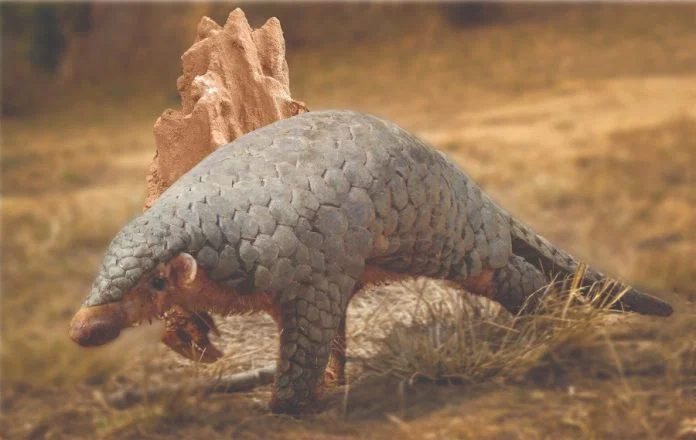 Scientists uncover a new Himalayan pangolin species after 200 years