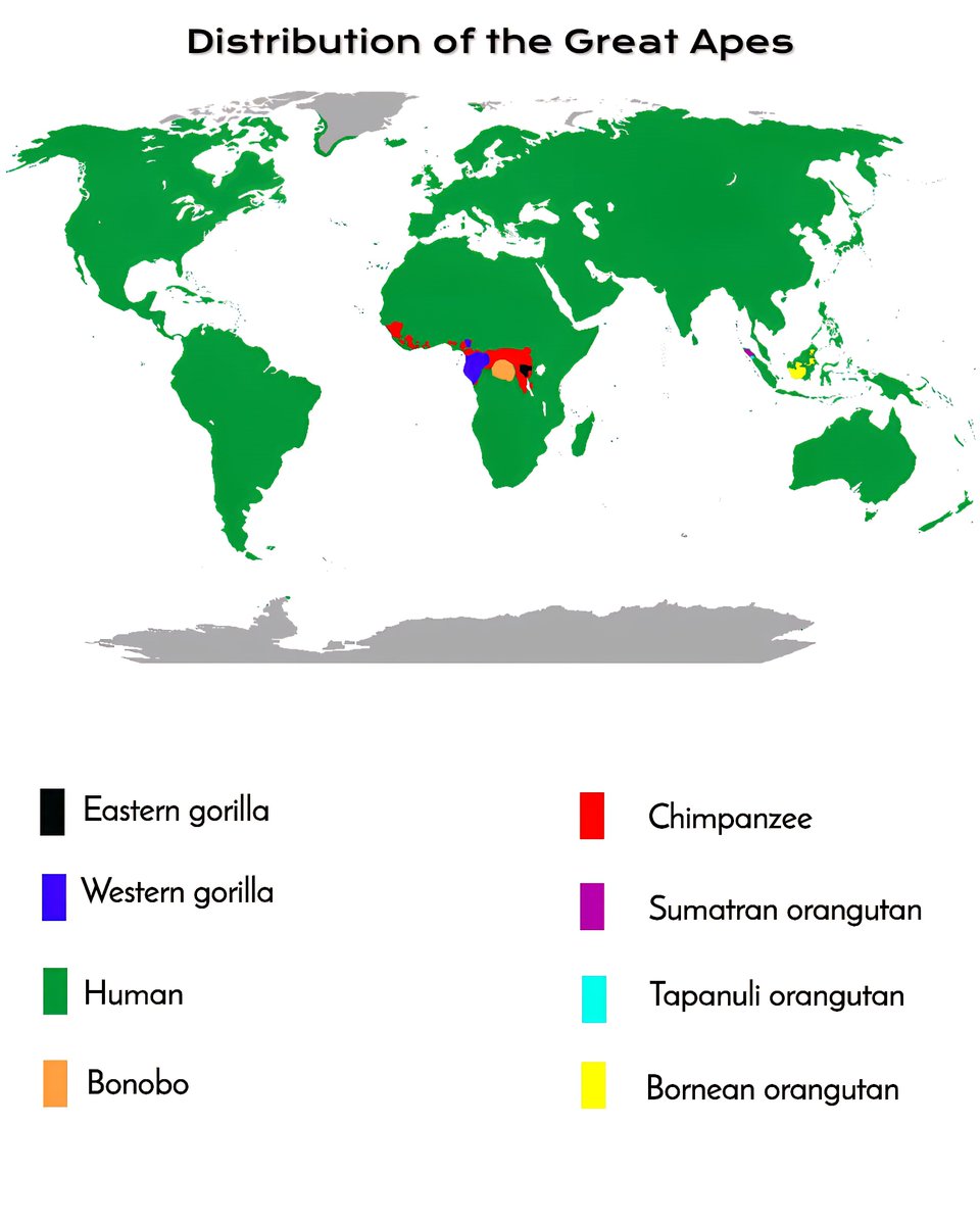 Top Distribution of the Great Apes Around the World