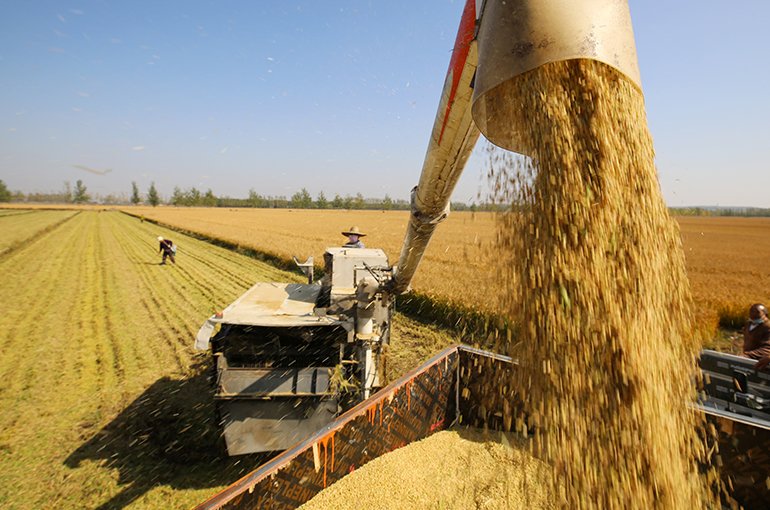 Chinese Seed Stocks Climb Amid Rising Global Agricultural Prices