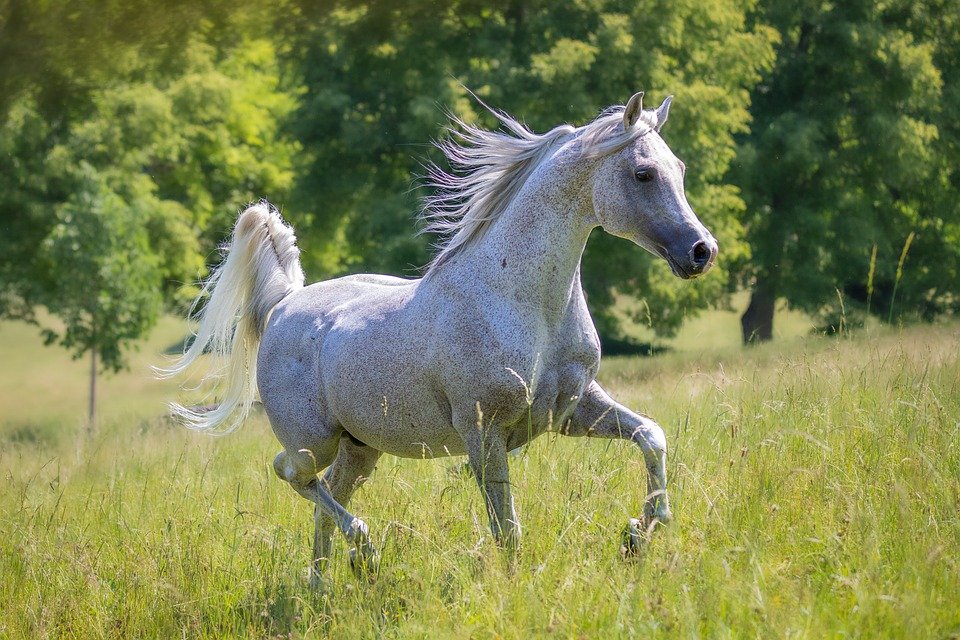 arabervollblut horse 10345476 960 720.jpg