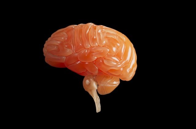 أفضل علاج لإصابات الدماغ قد يكون الوقاية