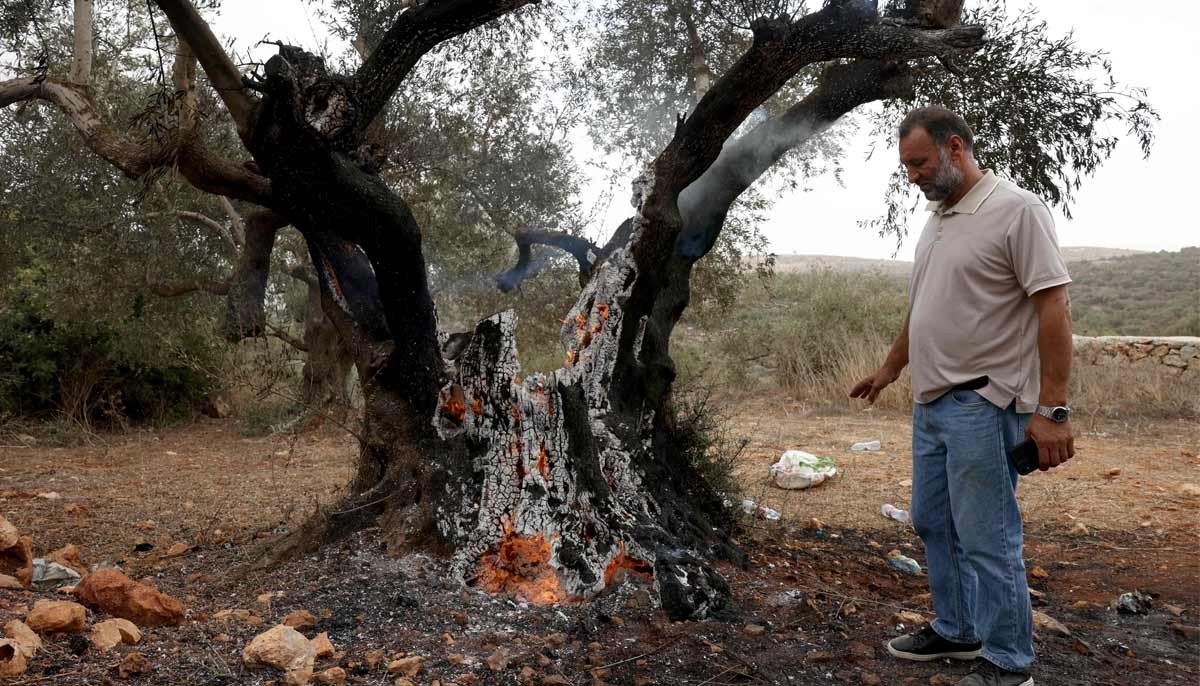 الفلسطينيون يخشون موسم الزيتون المتوتر قبل الانتخابات الإسرائيلية